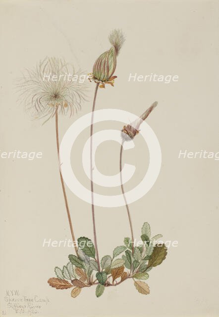 Yellow Dryad (fruit) (Dryas drummondii), 1920. Creator: Mary Vaux Walcott.