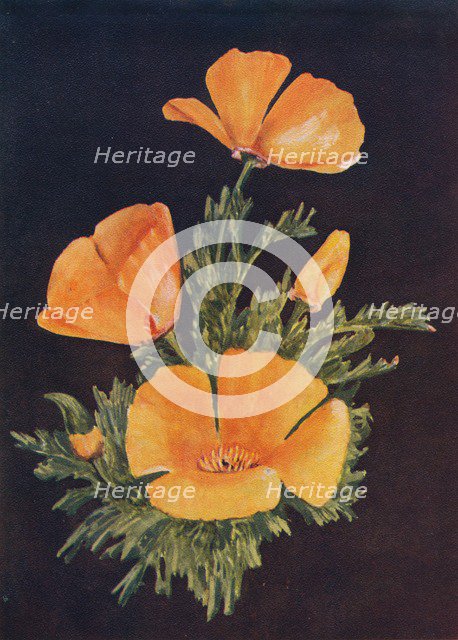 'California Poppy', c1915, (1915). Artist: Emma Graham Clock.