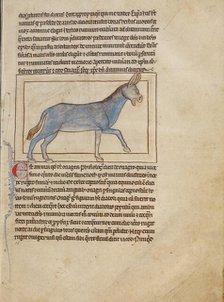 A Wild Donkey; Northumberland Bestiary, about 1250-1260. Creator: Unknown.