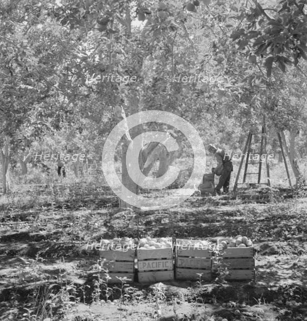 Harvesting pears, Pleasant Hill Orchards, Yakima Valley, Wahington, 1939. Creator: Dorothea Lange.