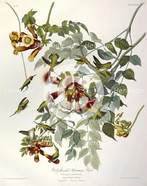 Ruby Throated Humming Bird, Trochilus Colubris, 1845.