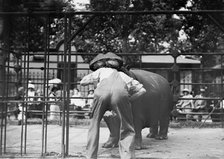 Central Park - man with head in hippo's mouth, between c1910 and c1915. Creator: Bain News Service.