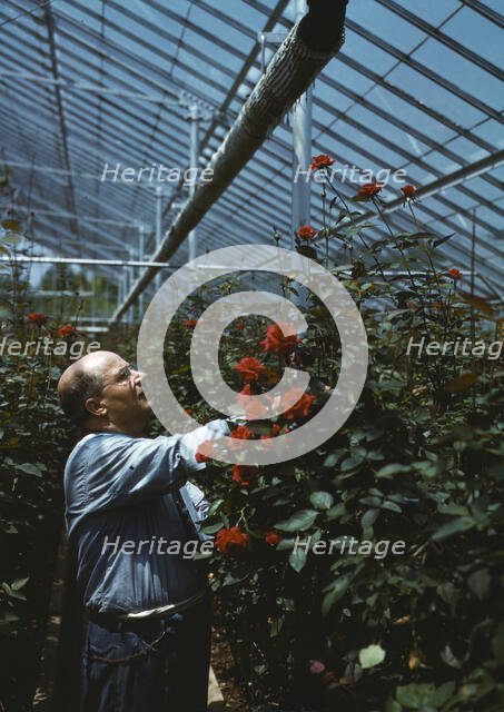 Nick Grillo, as a boy in Italy, dreamed of America and its opport..., Southington, Connecticut, 1942 Creator: Charles Fenno Jacobs.