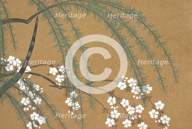 Yanagi Sakura, from Momoyo-gusa (The World of Things) Vol II, pub.1909 (colour block woodcut)