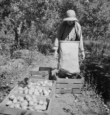 Dumping full sack of picked pears to lug box..., Yakima Valley, Wahington, 1939. Creator: Dorothea Lange.