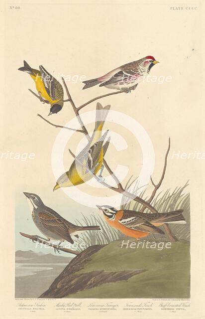 Arkansaw Siskin, Mealy Red-poll, Louisiana Tanager, Townsend's Finch and..., 1837. Creator: Robert Havell.