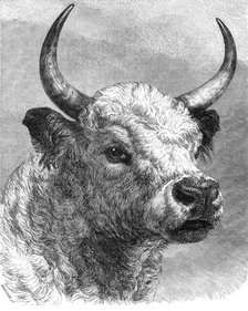 Head of the Chillingham bull shot by the Prince of Wales, 1872. Creator: John Greenaway.