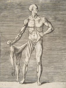 Man seen from the Front, holding the Skin of his right Arm and Leg in his right Ha..., 16th century. Creator: Giulio Bonasone.