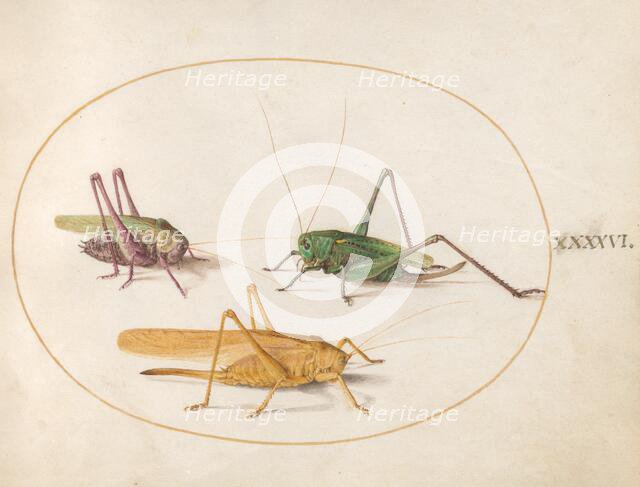 Plate 46: Three Grasshoppers, c. 1575/1580. Creator: Joris Hoefnagel.