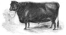 Prince Albert's Angus polled ox, 1844. Creator: Unknown.