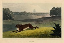 Hare, c1827. Creator: Newton Smith Limbird Fielding.