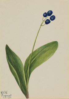 Blue Bead (Clintonia borealis), 1932. Creator: Mary Vaux Walcott.