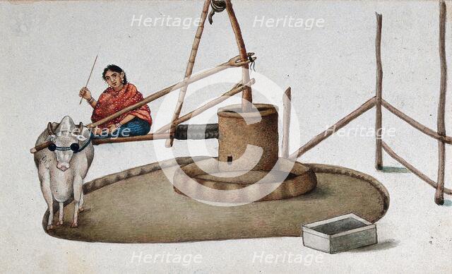 Delhi: a woman making a cow work the oil mill, (between 1800 and 1899?). Creator: Unknown.