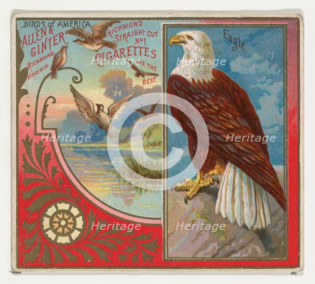 Eagle, from the Birds of America series (N37) for Allen & Ginter Cigarettes, 1888. Creator: Allen & Ginter.