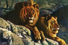 Lions, c1928. Creator: Unknown.