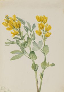 Goldenpea (Thermopsis rhombifolia), 1923. Creator: Mary Vaux Walcott.