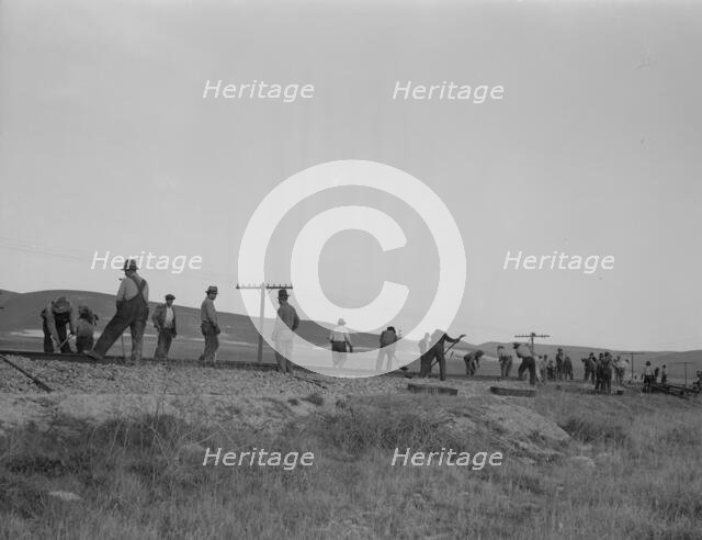 White section gang near King City, California, 1937. Creator: Dorothea Lange.