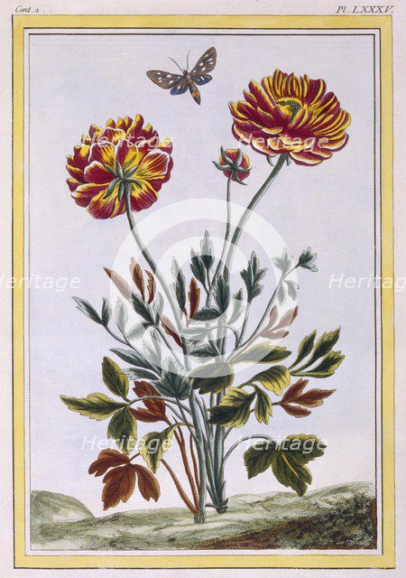 A variety of double flowered yellow poppy, pub. 1776. Creator: Pierre Joseph Buchoz (1731-1807).