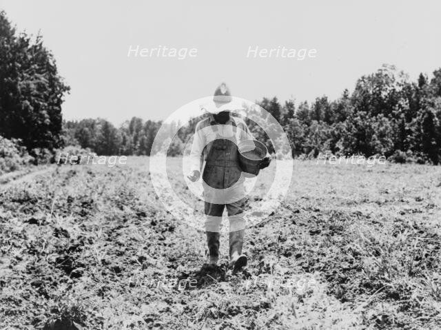 Planting corn in the community garden, Hillhouse, Mississippi, 1937. Creator: Dorothea Lange.