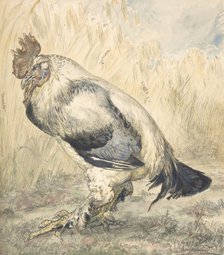 The Old Cock, ca. 1882. Creator: Felix Bracquemond.