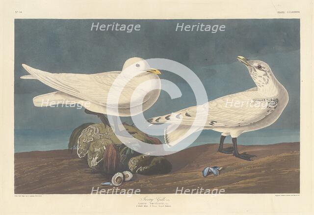 Ivory Gull, 1836. Creator: Robert Havell.