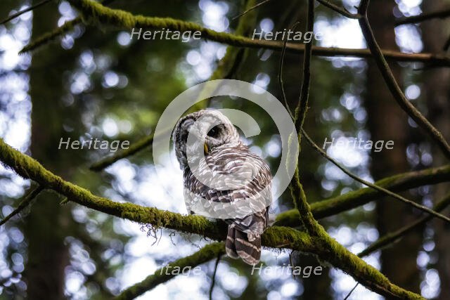 Barred Owl. Creator: Joshua Johnston.