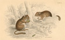 Common dormouse (Muscardinus arvellanarius), hibernating rodent, 1828. Artist: Unknown
