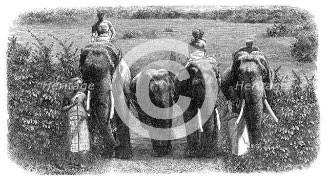Mode of capturing wild elephants in Ceylon: taming a wild elephant, 1864. Creator: Unknown.