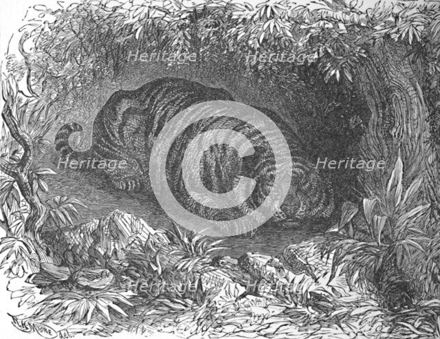 'An After-Dinner Nap, c1900. Artist: Helena J. Maguire.