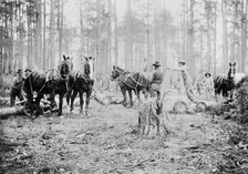 Skidding pine logs, Keystone Lumber Company, 1901 or 1902. Creator: Unknown.