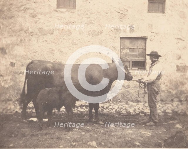 Prize Cow and Calf, ca. 1859. Creator: Horatio Ross.