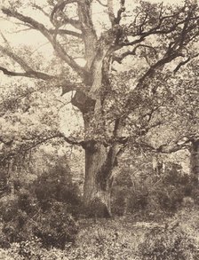 Près du Bodmer, 1860s. Creator: Eugène Cuvelier.