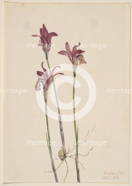 Arethusa (Arethusa bulbosa), 1918. Creator: Mary Vaux Walcott.