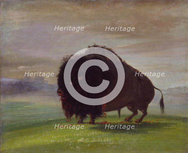 Wounded Buffalo, Strewing His Blood over the Prairies, 1832-1833. Creator: George Catlin.