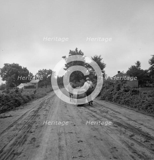 Mr. Taylor and wage laborer slide the tobacco to barn..., Granville County, North Carolina, 1939. Creator: Dorothea Lange.