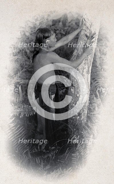 Sarawak: a Kenyah worker collecting the poison from an upas tree trunk, c1900. Creator: Unknown.