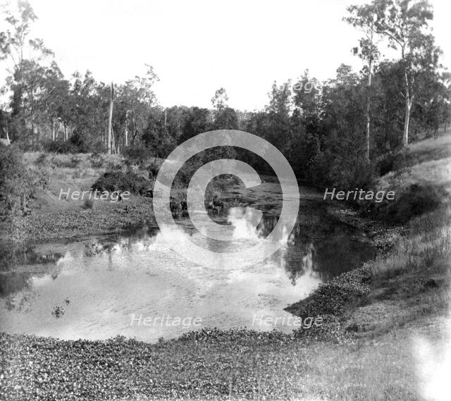 Moggill Creek near Brisbane, 1905. Creator: Ernest Melville.
