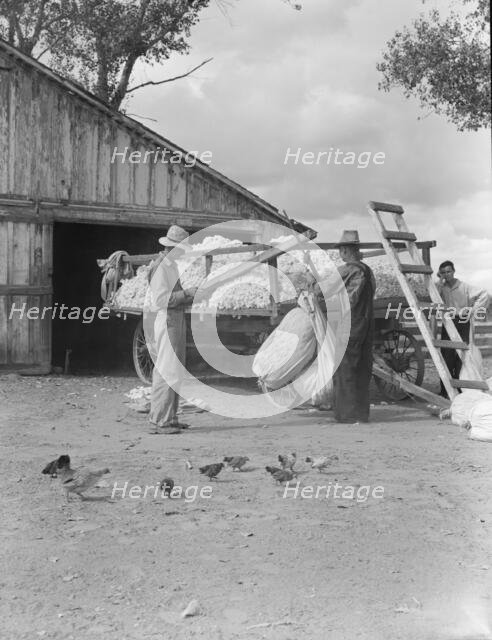 Small cotton farm, Kern County, California, 1938. Creator: Dorothea Lange.