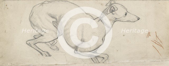 Study of a Greyhound, mid 19th century. Artist: Ford Madox Brown.