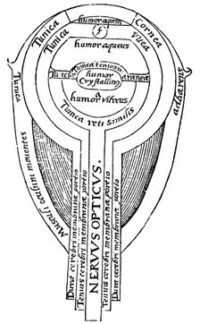 Anatomy of the eye, 1572. Artist: Unknown