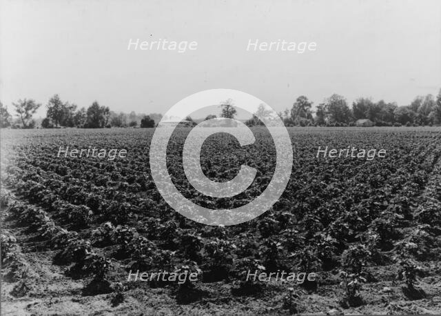 Check row planted cotton, Touchberry Plantation, Issaquena County, Mississippi, 1937. Creator: Dorothea Lange.