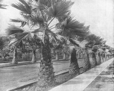 A Palm Avenue in Los Angeles, California, USA, c1900.  Creator: Unknown.