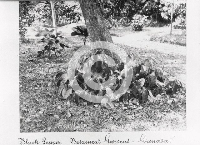 Black Pepper vine at St George’s Botanical Gardens, Grenada, 1897. Artist: Unknown