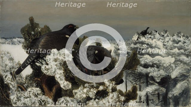 Capercaillies in a Winter Landscape, 1899. Creator: Bruno Liljefors.