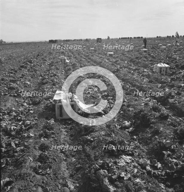 Filipino field gang in lettuce, Brawley, Imperial Valley, California, 1939. Creator: Dorothea Lange.