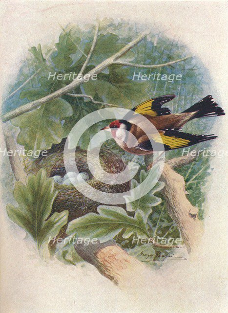 'Goldfinch - Cardue'lis el'egans', c1910, (1910). Artist: George James Rankin.