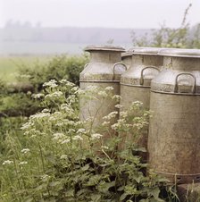 Three milk churns and cow parsley, Ashendon, Buckinghamshire, c1950-c1979. Artist: John Gay.