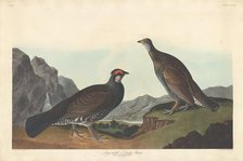 Long-tailed or Dusky Grous, 1837. Creator: Robert Havell.