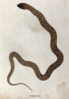 A snake, tan in colour, with brown spotted markings connected by thin diagonal bars, 1795. Creator: Patrick Russell.