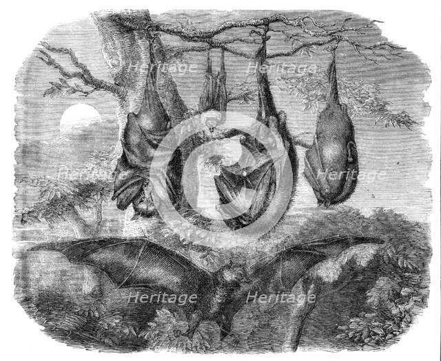 Flying Foxes recently added to the Zoological Society's Gardens, Regent's Park, 1861. Creator: Unknown.